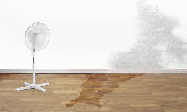 Best Water damage cleanup near me  in Hagerstown, MD